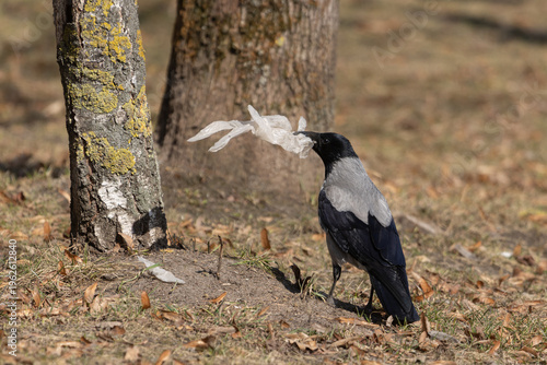 Hooded Crow with Plastic Litter in a Vilnius Park