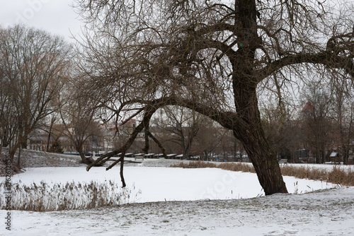 Winter Landscape with Frozen Pond and Bare Trees in Vilnius Park