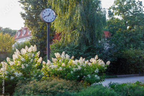 Vintage Street Clock and White Hydrangeas in Bernardinai Garden Vilnius
