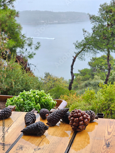 Wallpaper Mural Table with a bunch of pine cones on it. The pine cones are brown and black. The table is on a wooden surface Torontodigital.ca