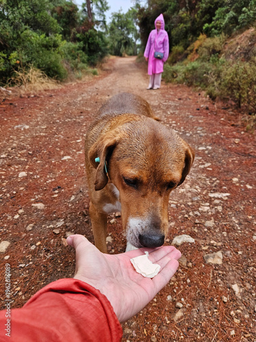 Wallpaper Mural Person is feeding a dog a treat. The dog is brown and has a green collar. The person is wearing a red jacket Torontodigital.ca