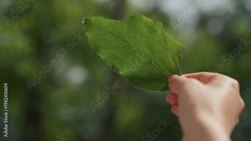 Childlike hand inspects leaf in sunlight, close scrutiny of veins and texture against blurred trees playful curiosity, soft summer light, careful grip and exploratory motion suggesting learning