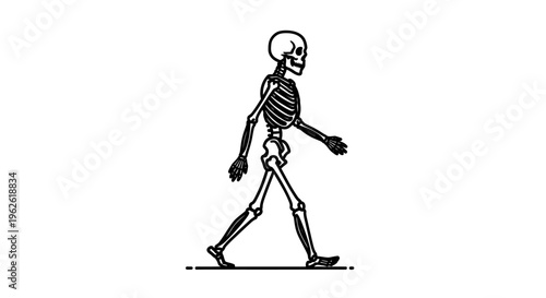 Human Skeleton Walking Side View Illustration on Isolated White Background
