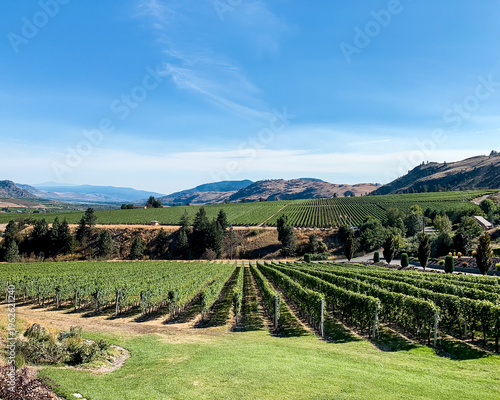 Vineyard landscape with rolling hills and rows of grapevines under blue sky in Okanagan Valley, Canada