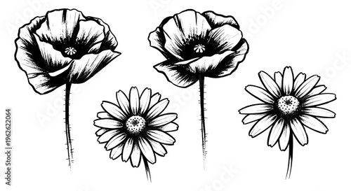 Poppy and Daisy Botanical Illustration