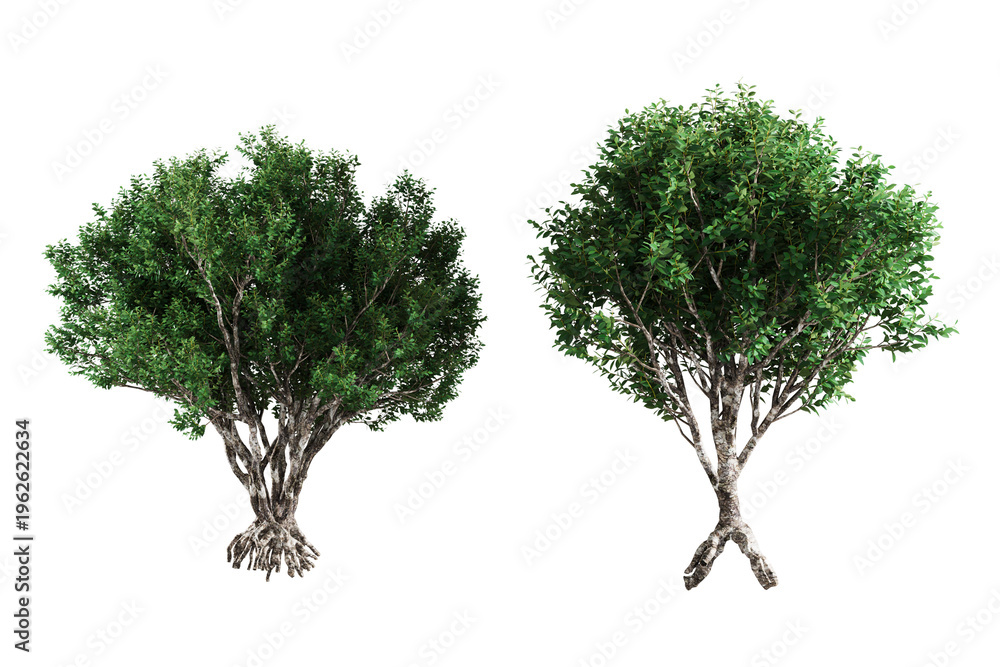 Obraz premium Two small trees with green leaves stand against a white background.