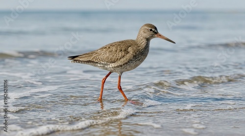 A bird walks at the edge of the water on a beach during daytime with gentle waves