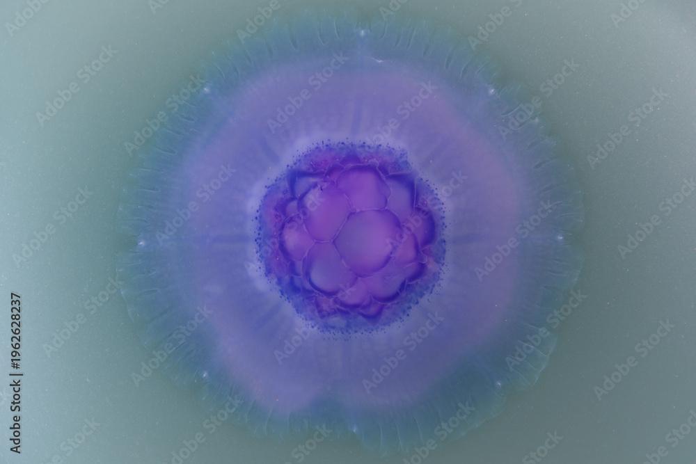 Εκτύπωση καμβά A Blue crown jellyfish, Cephea cephea, swims just under the surface of the Pacific Ocean in Fiji's tropical waters