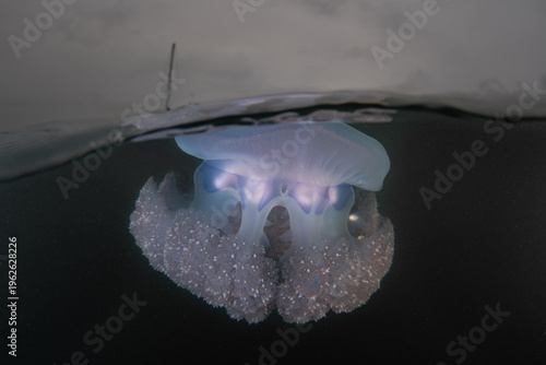 A Blue crown jellyfish, Cephea cephea, swims just under the surface of the Pacific Ocean in Fiji's tropical waters. While these cnidarians have stinging tentacles, they are harmless to humans.