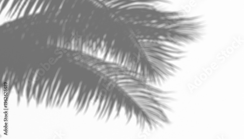 Bild auf Leinwand Shadow overlay of palm tree fronds casting a subtle, natural pattern on a transp