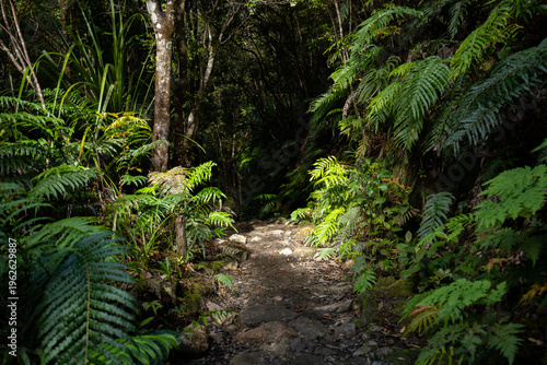 fern in the forest