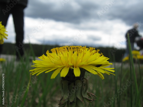 Roadside Dandelions During Motorcycle Trip