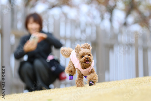 ドッグランで楽しそうに走るトイプードルとその姿を撮影しようとしている飼い主