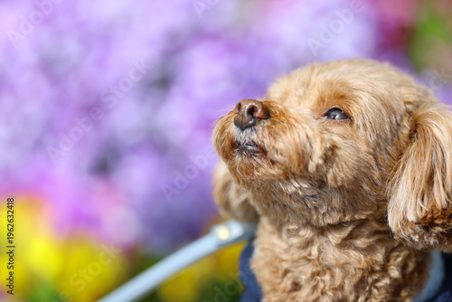 カラフルな花壇の前で春の匂いを嗅ぐトイ・プードル