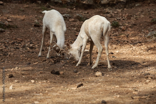 Foto White deer sparring
