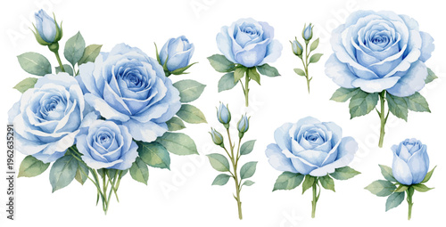 Watercolor blue rose flower collection illustration, botanical roses and buds isolated on white background.