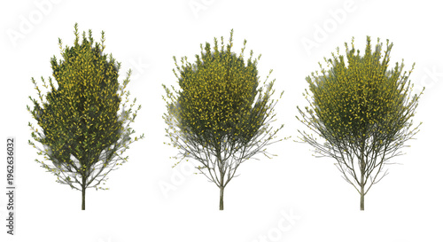 Set of 3 Genista scorpius (or Scorpion Broom) trees isolated png on a transparent background perfectly cutout