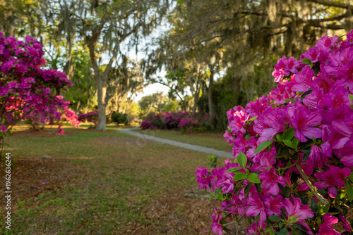Bright pink flowers along a walkway in a park during early afternoon in spring