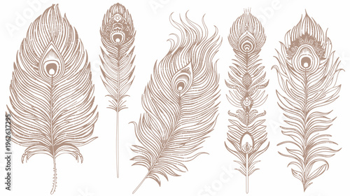 Five ornate, light brown peacock feathers against a white backdrop, various shapes