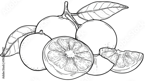 A black and white illustration of citrus fruit, cut and whole, with leaves and stem