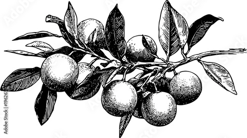 Intricate, pen-and-ink illustration of a fruit-bearing branch, complete with leaves