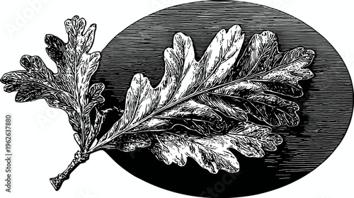 Intricate, monochromatic illustration of oak leaves and a stem, set against a black textured background