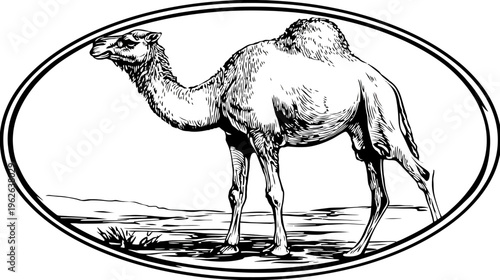 A detailed black and white illustration of a camel standing in an oval frame, desert scene in background