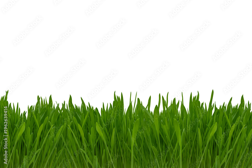 Obraz premium Lush green grass with vibrant blades growing densely along the bottom edge of a clean white background, ideal for nature-themed designs and layouts