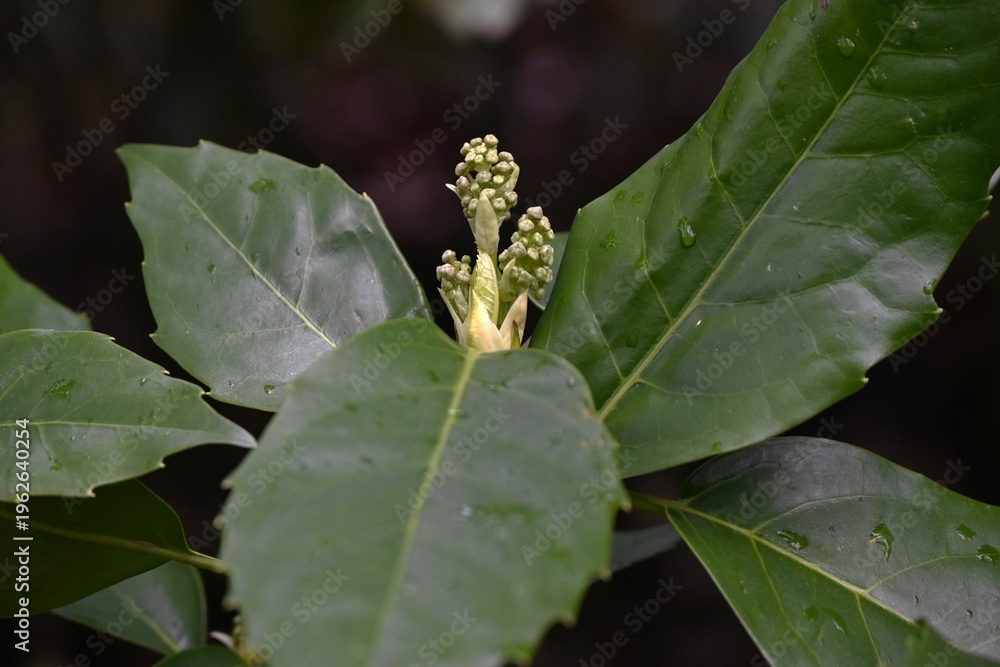 Fototapeta premium Japanese aukuba (Aucuba japonica). Aucubaceae evergreen shrub. It is dioecious, blooming with reddish-brown, four-petaled flowers in spring, and its fruit turns red and ripens in autumn.