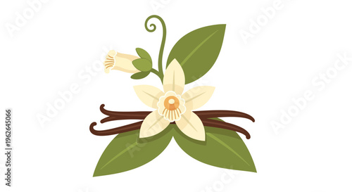 Vanilla flower illustration, vector style graphic, for culinary and natural product design.