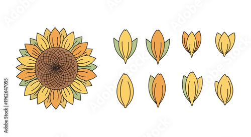 Sunflower petals and flower head closeup.