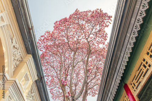 Canvas Print The pink magnolia in the Presidential Palace in Nanjing
