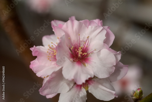 アーモンドの花