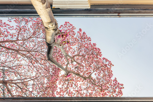 Картината върху платно The pink magnolia in the Presidential Palace in Nanjing
