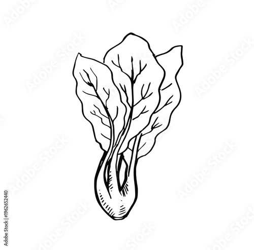 green mustard leaves and branch hand drawn