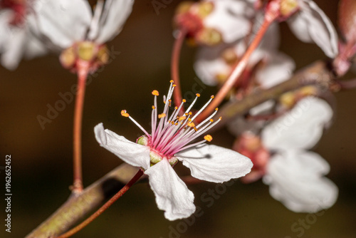 fleur