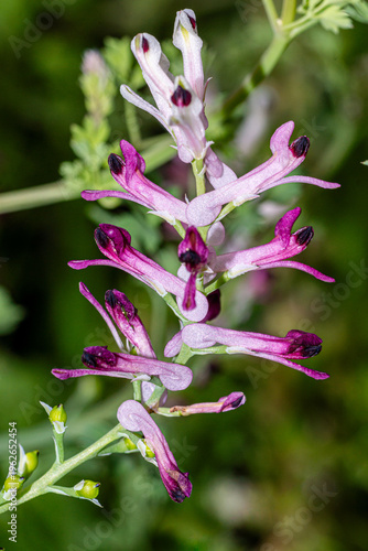 fleur