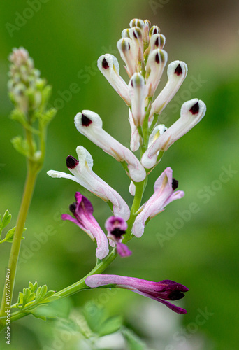fleur