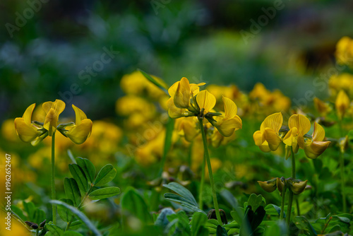 fleur