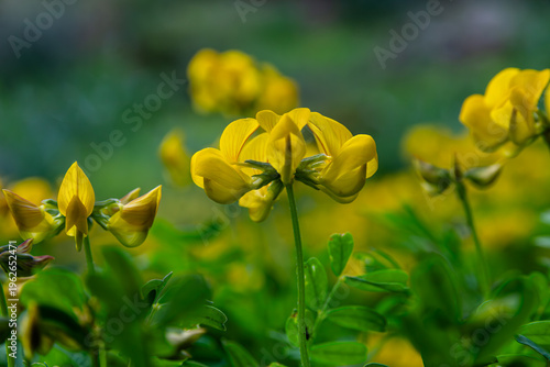 fleur
