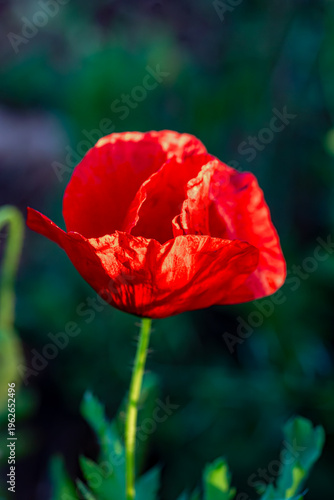 fleur