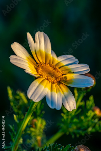 fleur