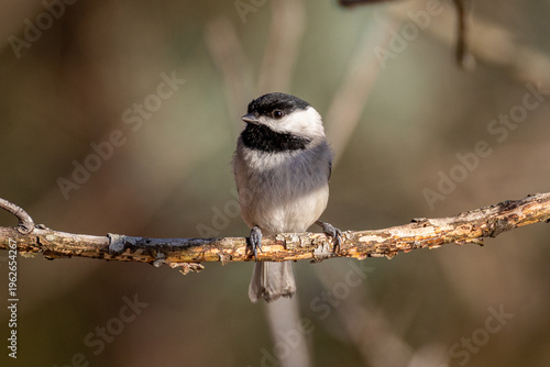 Carolina Chickadee