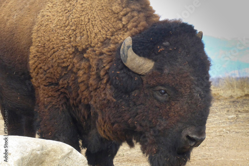 Bison in the Arsenal