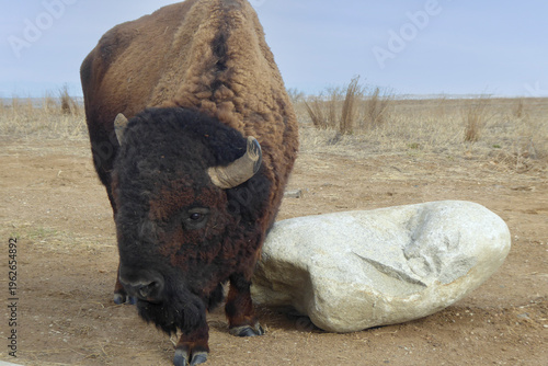 Bison in the Arsenal