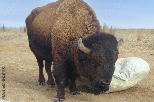 Bison in the Arsenal