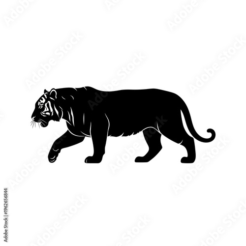 black tiger walking on white background