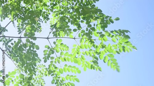 Soft green moringa leaves (Moringa oleifera) move naturally in the wind under a clear blue sky. The video captures gentle motion, sunlight filtering through foliage, and a calm.