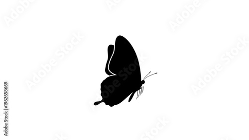 black butterfly silhouette flying isolated on white background