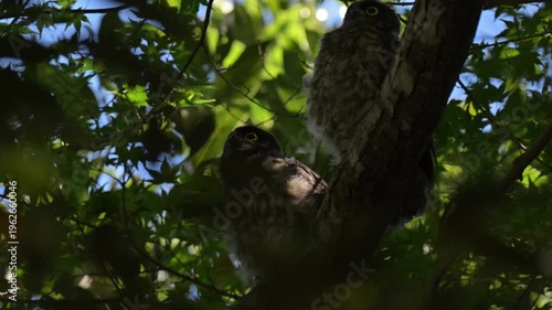 木の枝に並んで止まる可愛いアオバズクの幼鳥と初夏の自然
